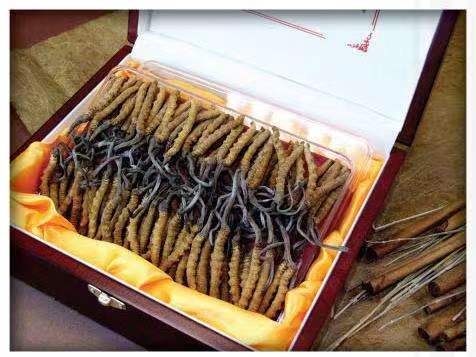 吉县冬虫夏草回收